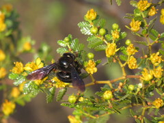 Xylocopa