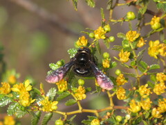 Xylocopa
