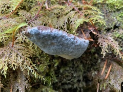 Cyanosporus caesius