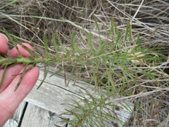 Liatris punctata