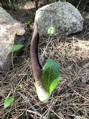 Arum pictum