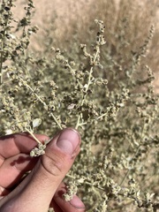 Dicoria canescens