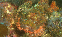 Scorpaenopsis oxycephalus