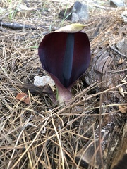 Arum pictum