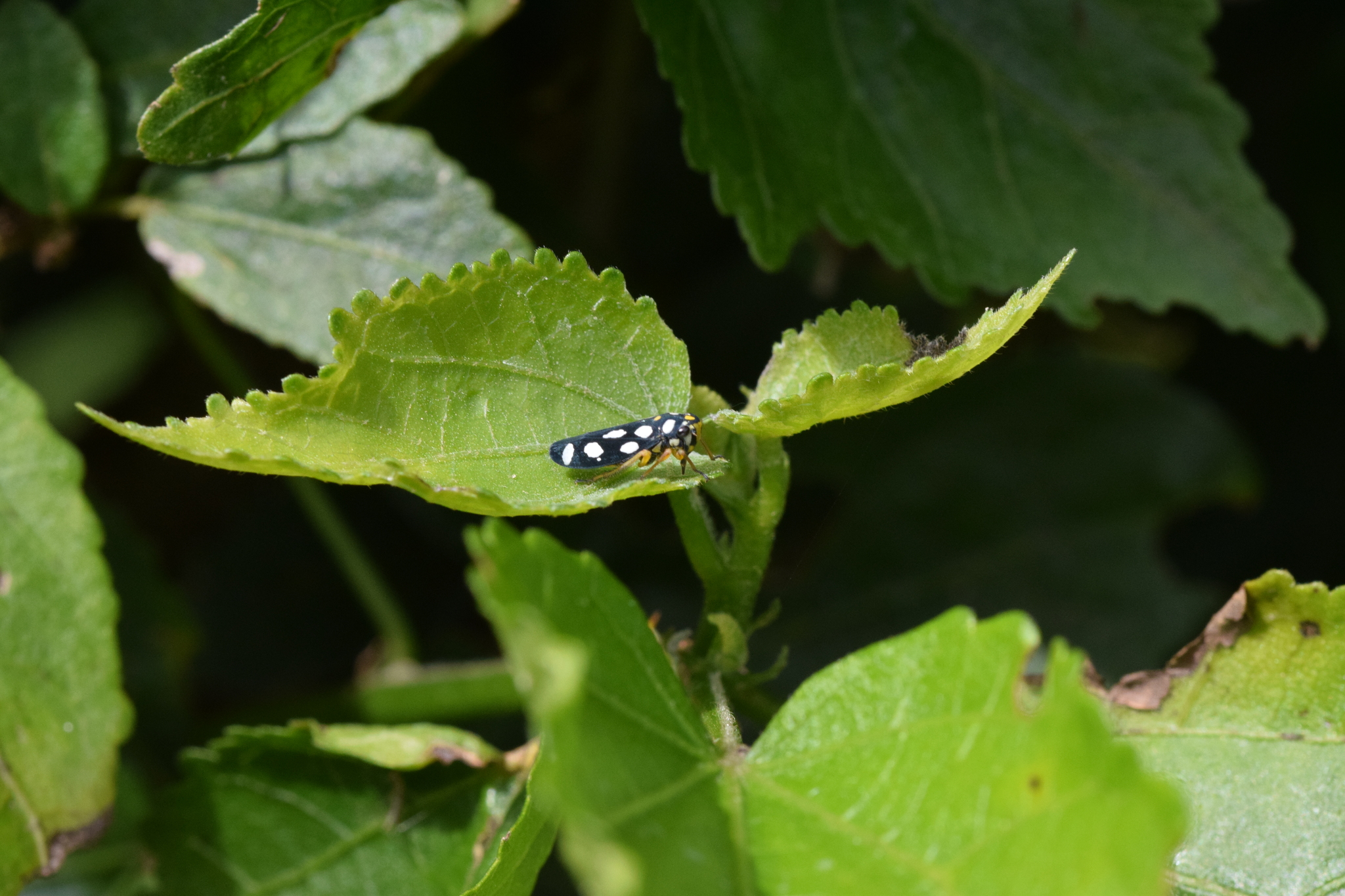 Cicadellini image