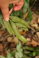 Asplenium gemmiferum
