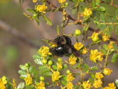 Xylocopa