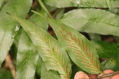 Asplenium gemmiferum