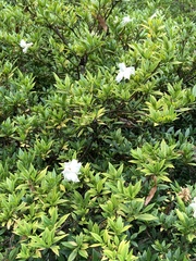 Gardenia jasminoides