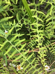 Gleichenia polypodioides