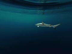 Carcharhinus melanopterus