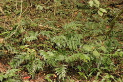 Asplenium gemmiferum