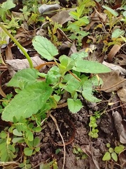 Stachys floridana