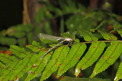 Lestoidea