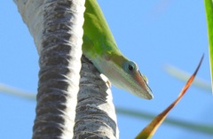 Anolis porcatus
