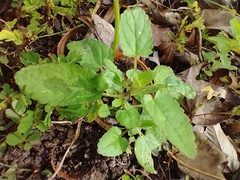 Stachys floridana