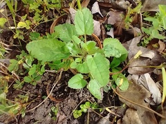 Stachys floridana