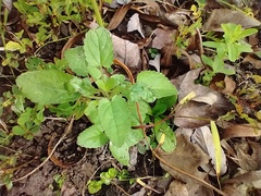 Stachys floridana