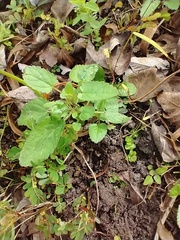 Stachys floridana