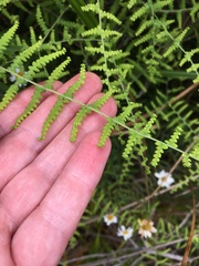 Gleichenia polypodioides