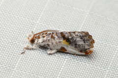Trymalitis optima