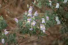 Antirrhinum