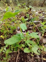 Stachys floridana