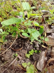 Stachys floridana