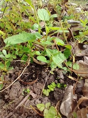 Stachys floridana