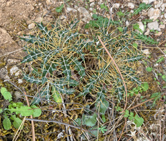 Ptilostemon hispanicus