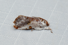 Trymalitis optima