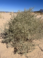 Dicoria canescens