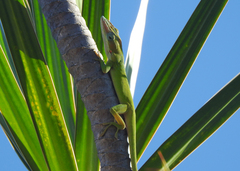 Anolis porcatus