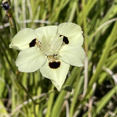 Dietes bicolor