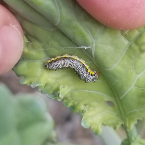 Cross-striped Cabbageworm Moth photo 6