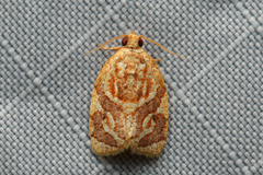 Adoxophyes templana