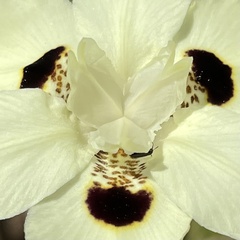 Dietes bicolor