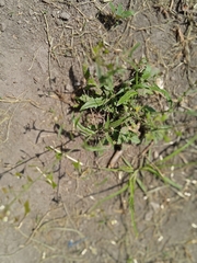 Capsella bursa-pastoris