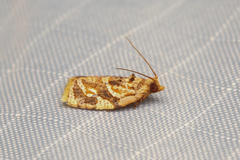 Adoxophyes templana