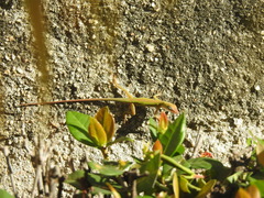 Anolis porcatus
