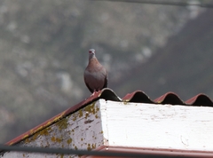 Columba guinea