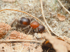Pseudomethoca frigida