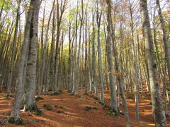 Fagus sylvatica