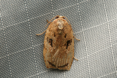 Homona mermerodes