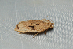 Homona mermerodes