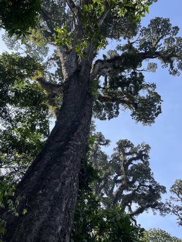 Entandrophragma excelsum · iNaturalist