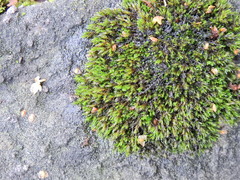 Racomitrium aciculare