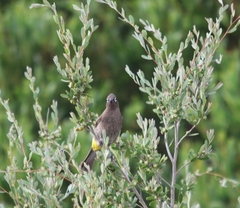 Pycnonotus capensis