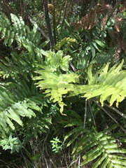 Blechnum capense