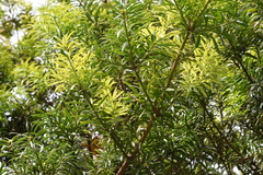 Podocarpus